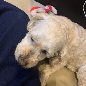 Meet your Posher, Sneha